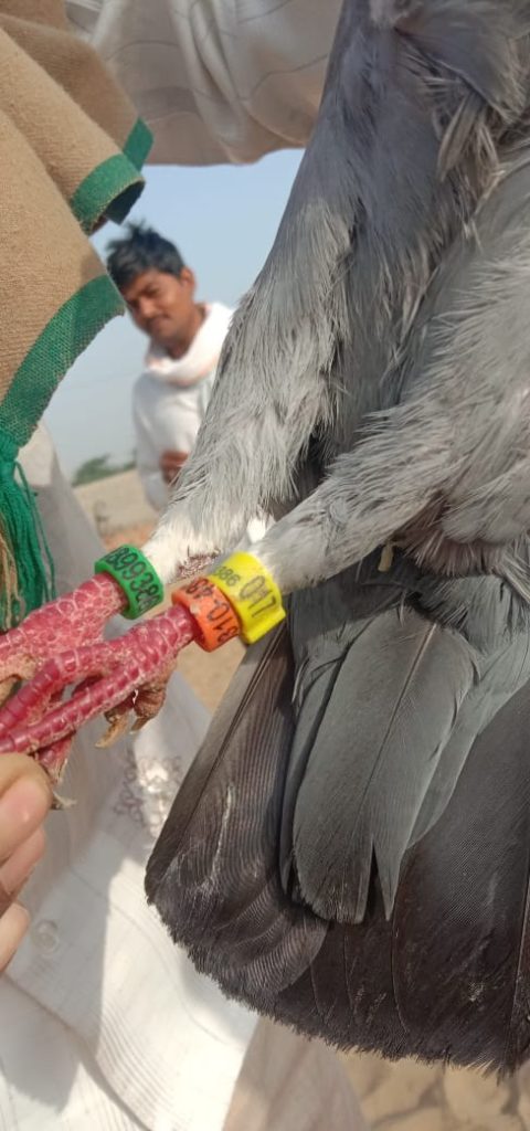 पाकिस्तान से रास्ता भटक कर आया कबूतर